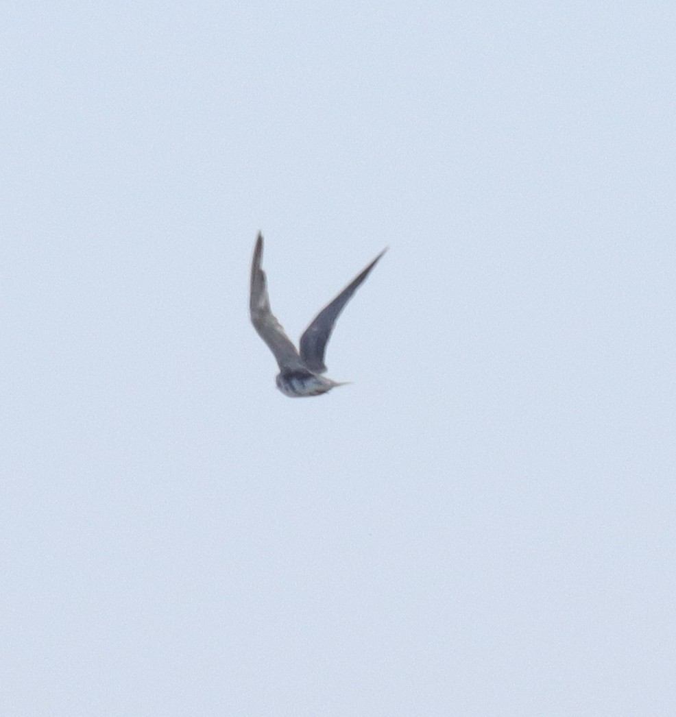 Black Tern - ML644016013