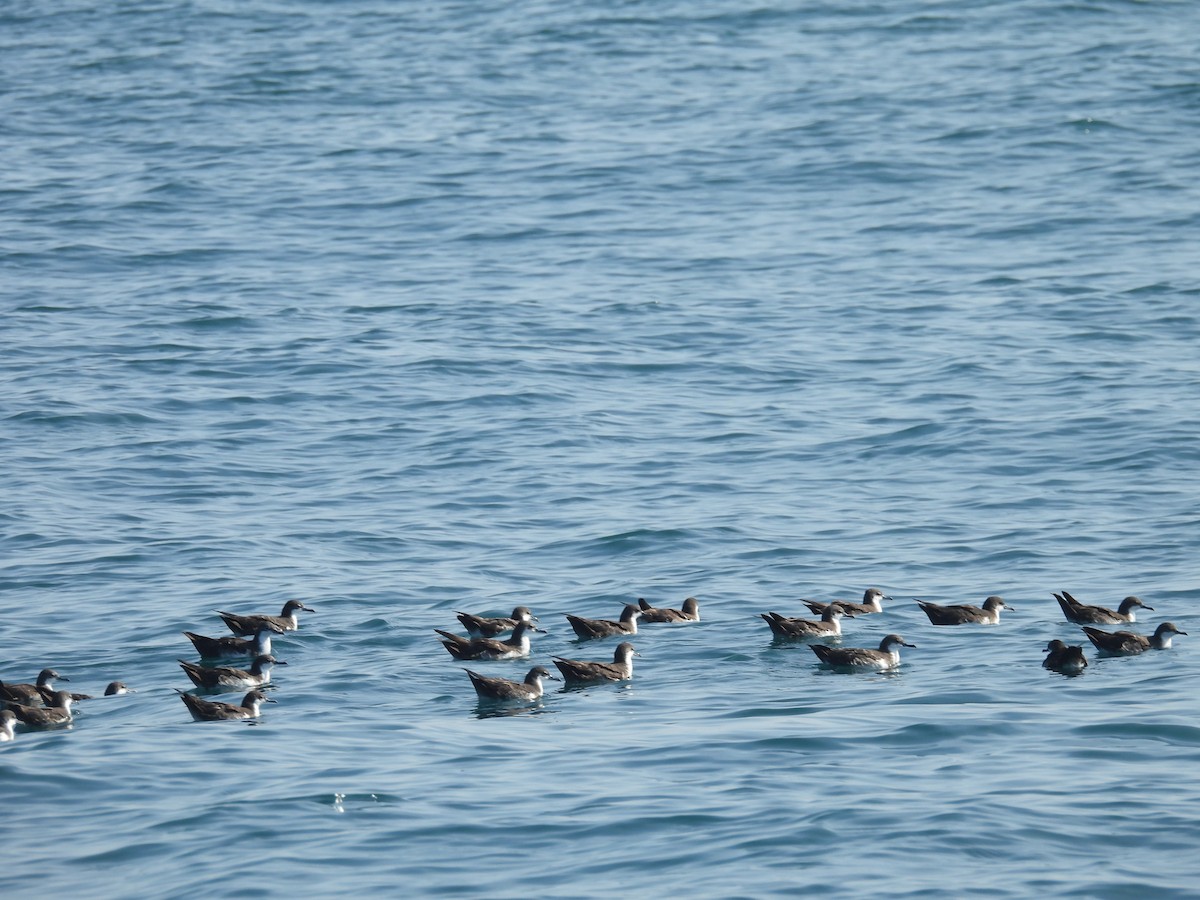Puffin des Galapagos - ML644016028