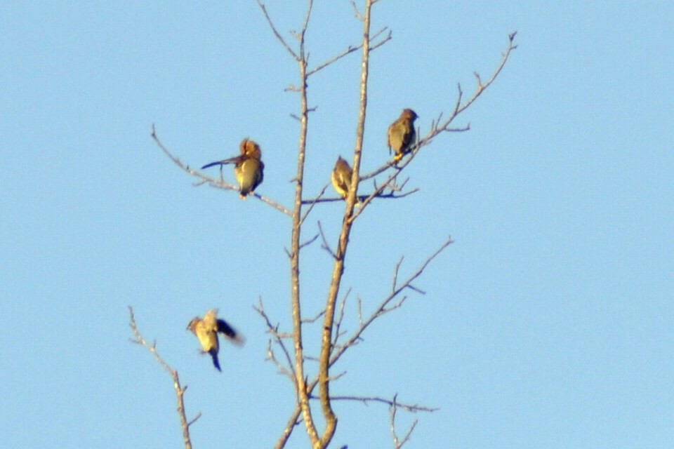 Cedar Waxwing - ML644016065