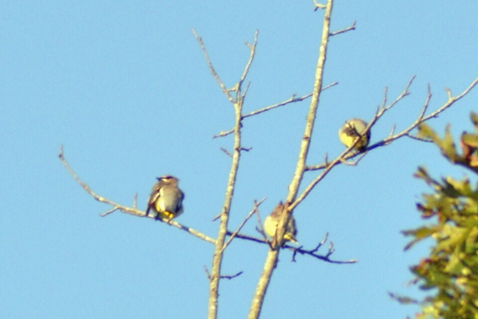 Cedar Waxwing - ML644016066