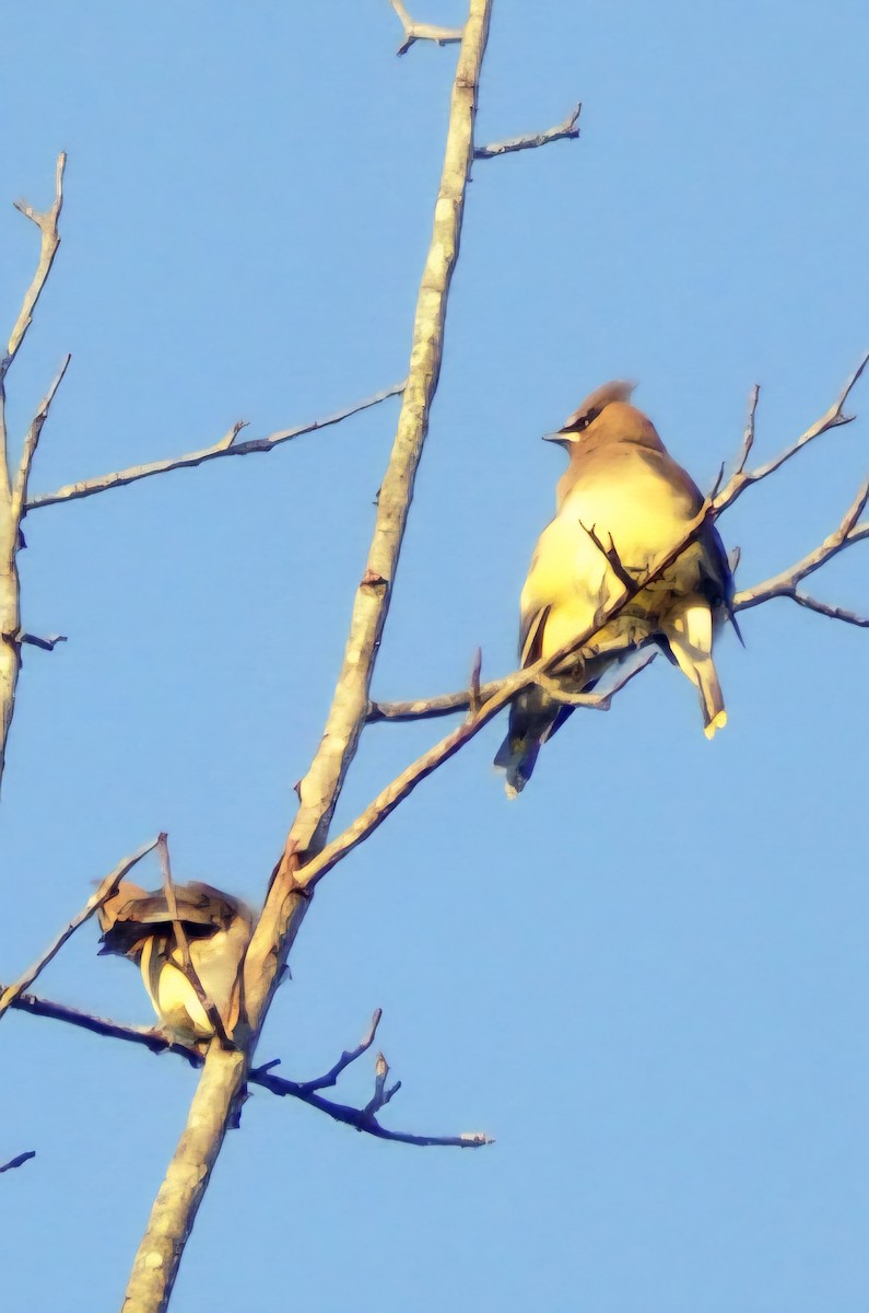 Cedar Waxwing - ML644016067