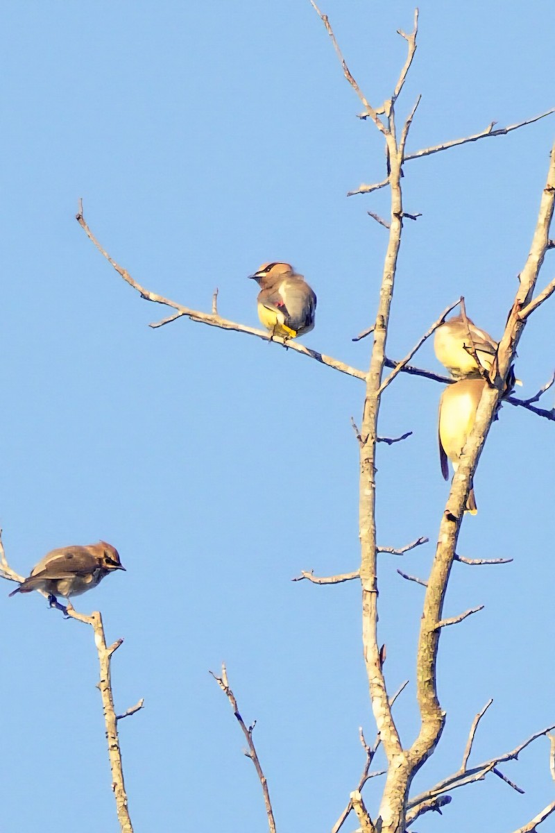 Cedar Waxwing - ML644016068
