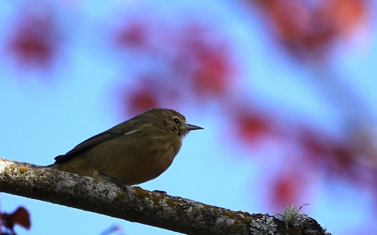 Orange-crowned Warbler - ML644016078