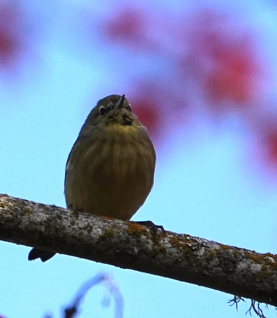 Orange-crowned Warbler - ML644016079