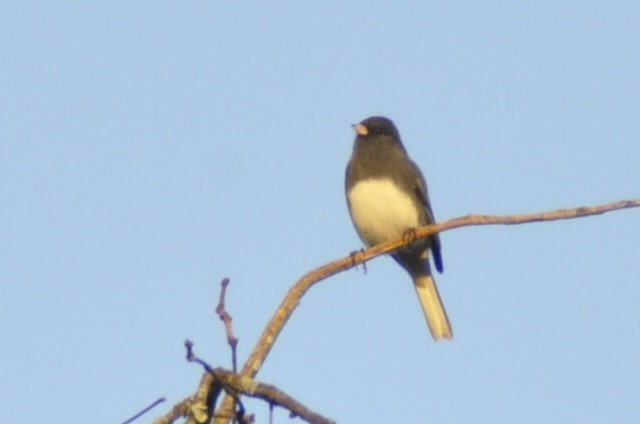 Dark-eyed Junco - ML644016082