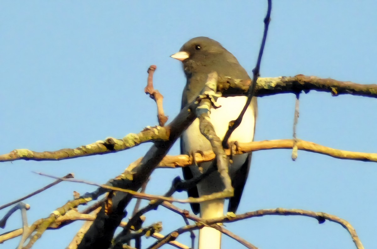 Dark-eyed Junco - ML644016083