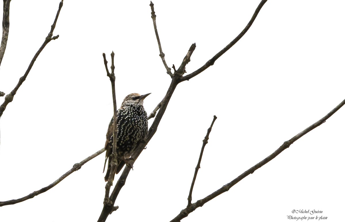European Starling - ML644016084