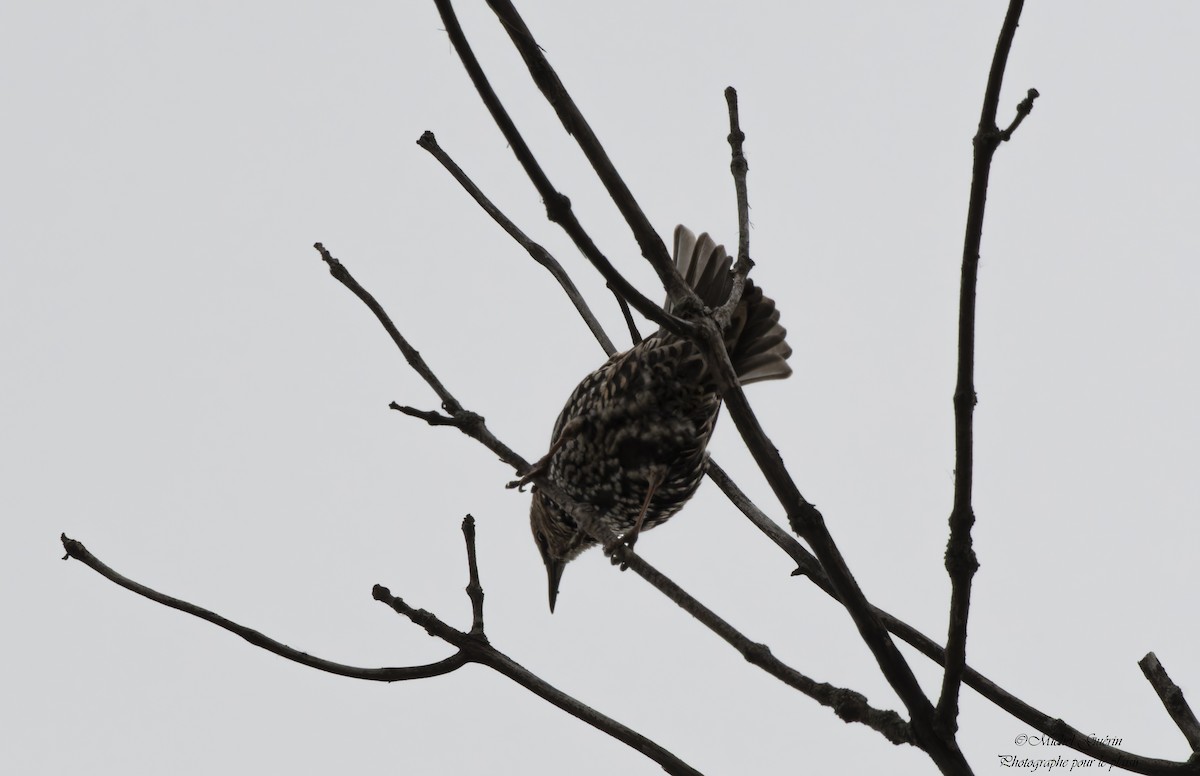 European Starling - ML644016086
