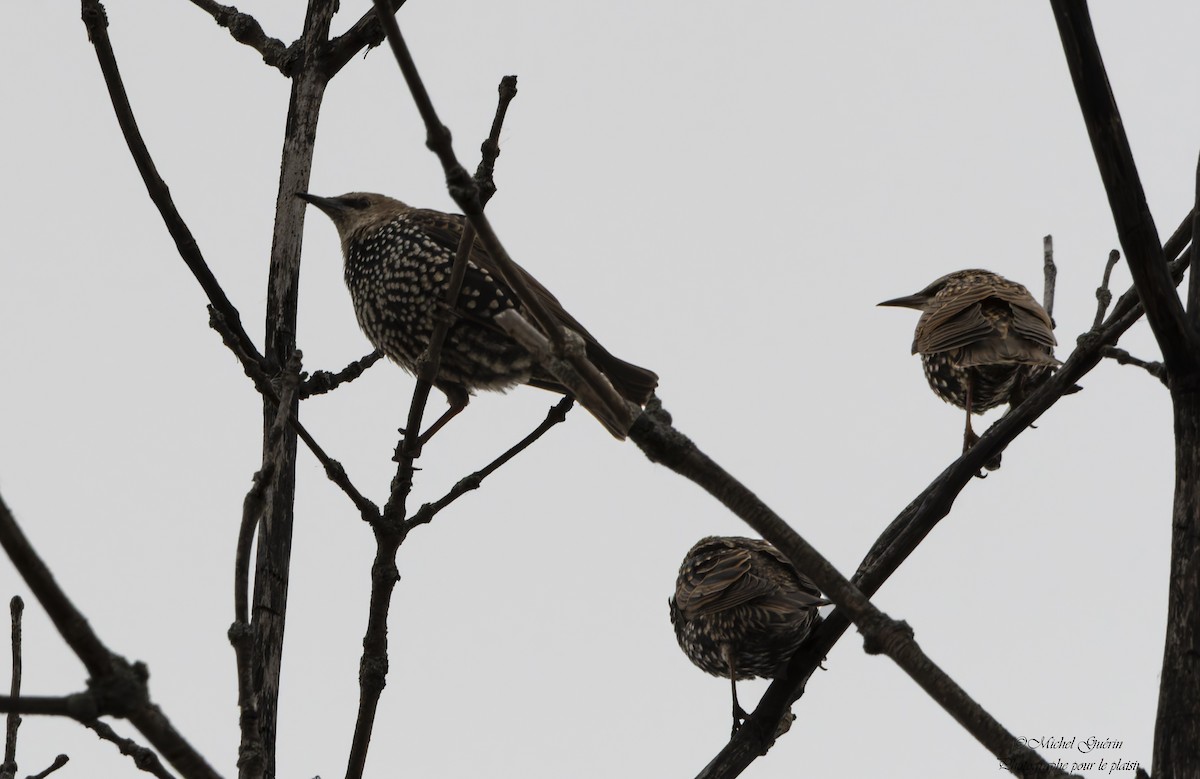 European Starling - ML644016087