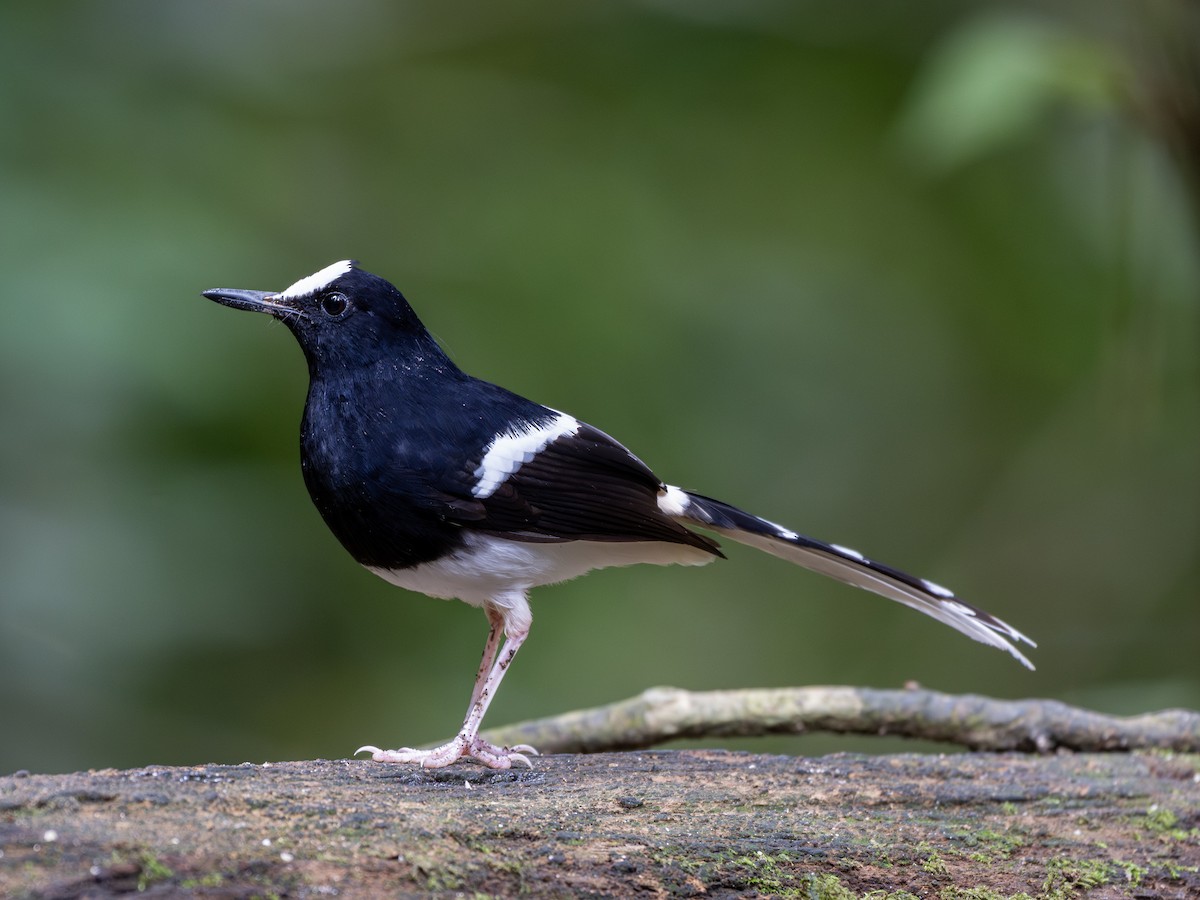 Bornean Forktail - ML644016104