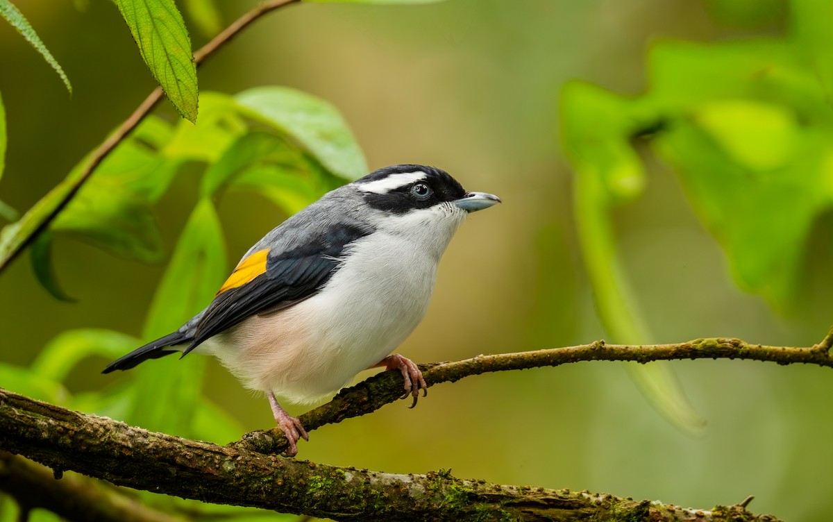 White-browed Shrike-Babbler - ML644016144