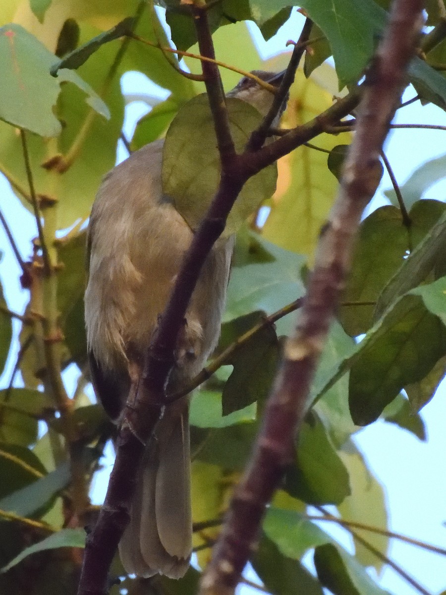 Olive-winged Bulbul - ML644016156