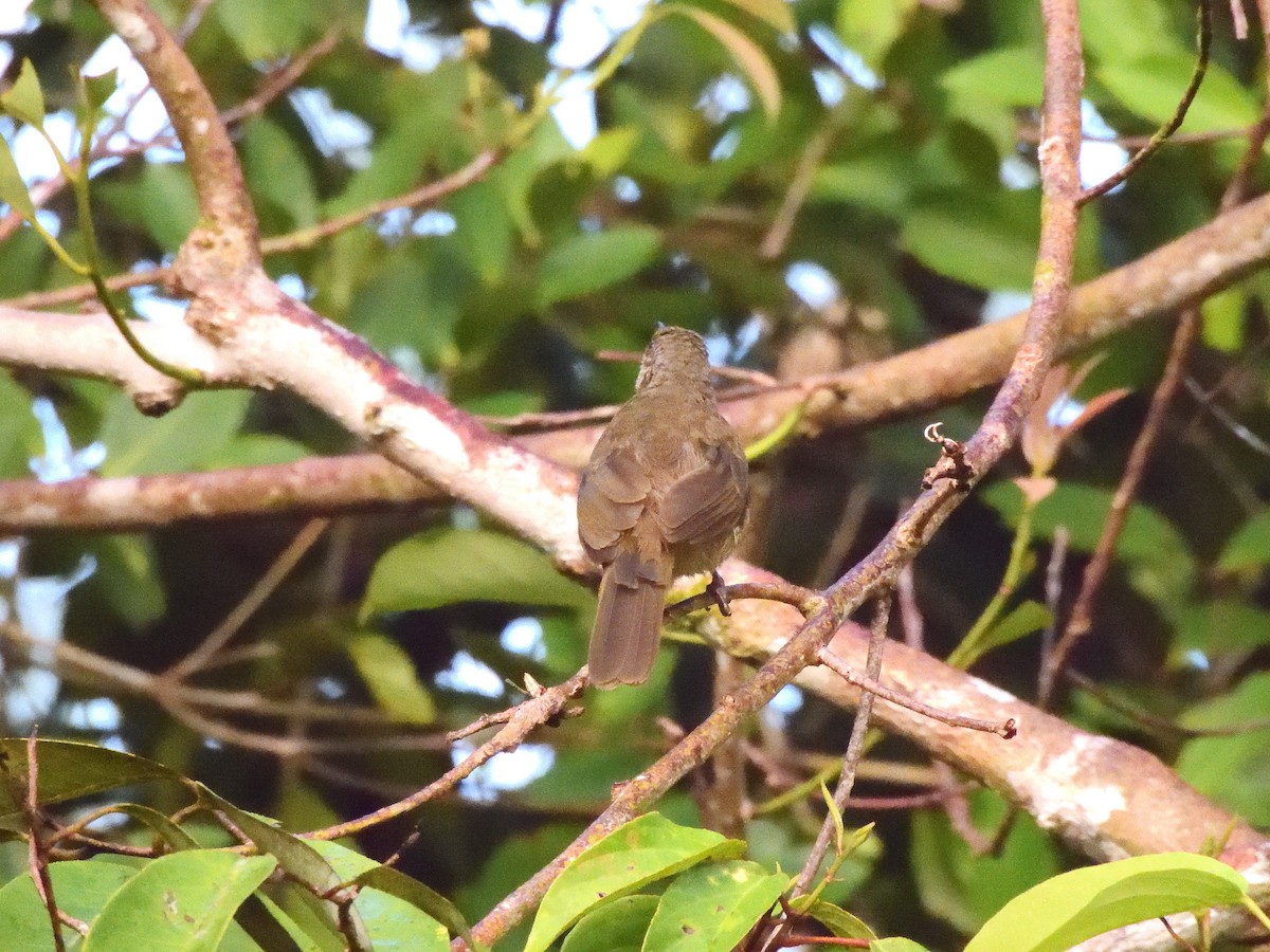 Olive-winged Bulbul - ML644016159