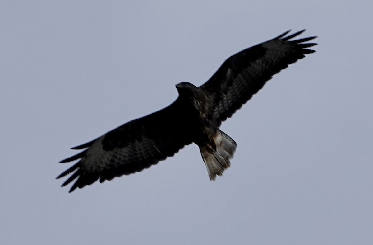 Buse variable - ML644016163