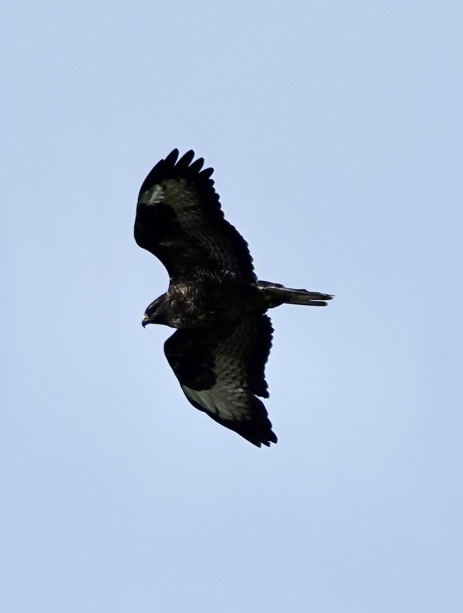 Buse variable - ML644016166