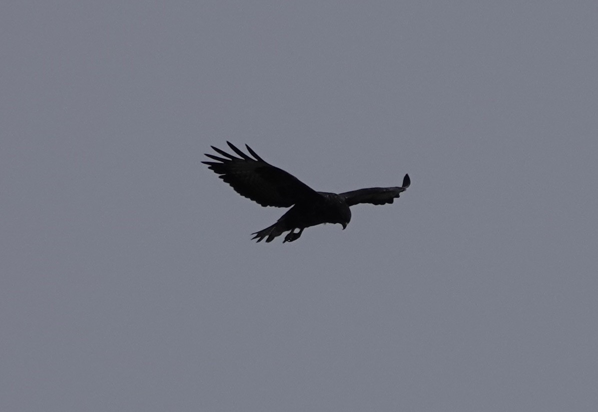 Buse variable - ML644016167