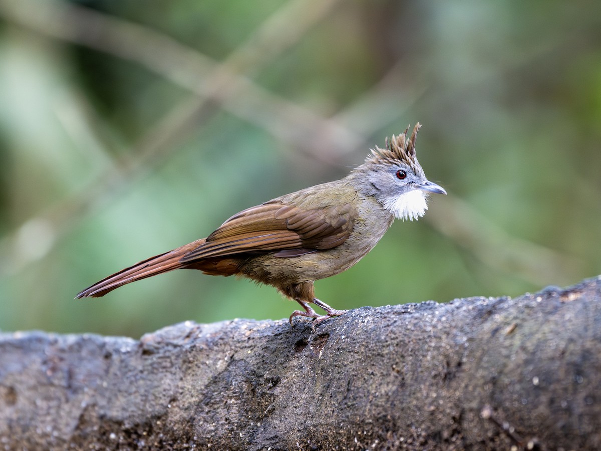 Penan Bulbul - ML644016168