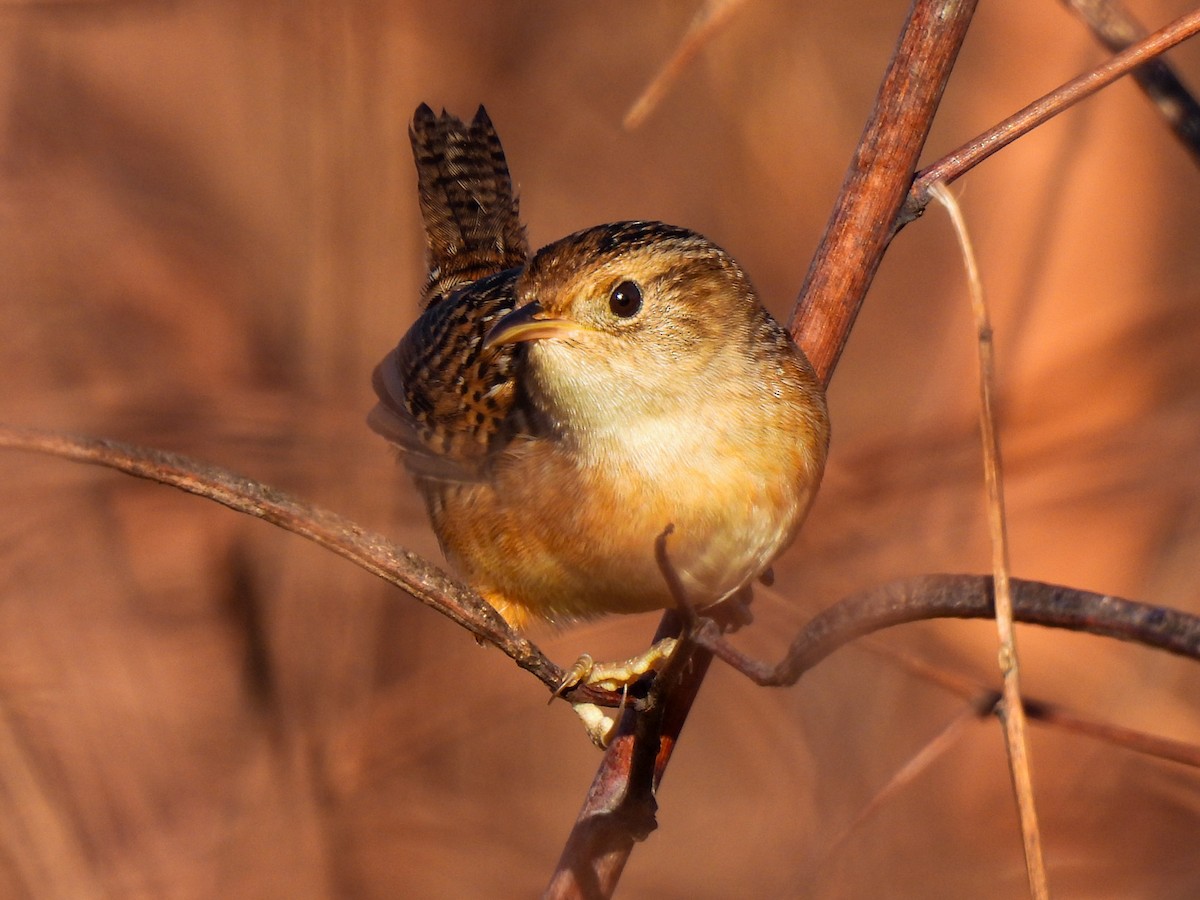Sedge Wren - ML644016169