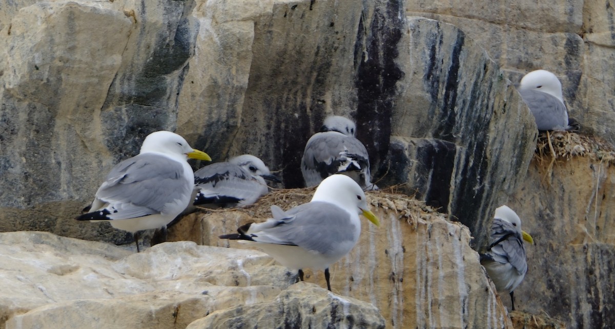 Mouette tridactyle - ML644016172