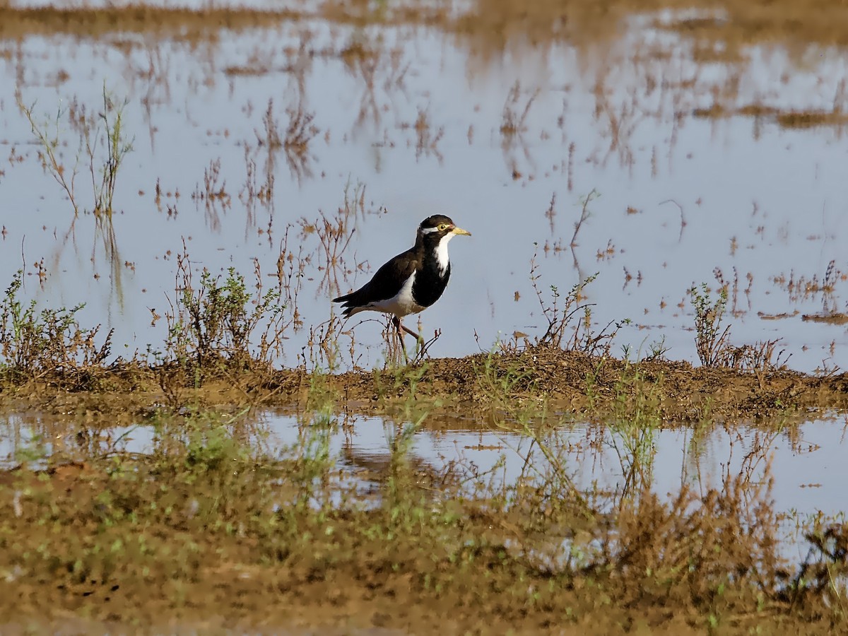 Banded Lapwing - ML644016180