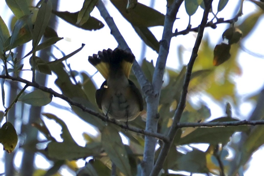 American Redstart - ML644016210