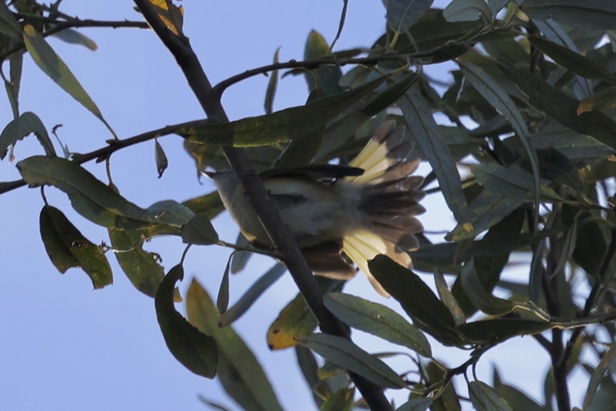 American Redstart - ML644016211