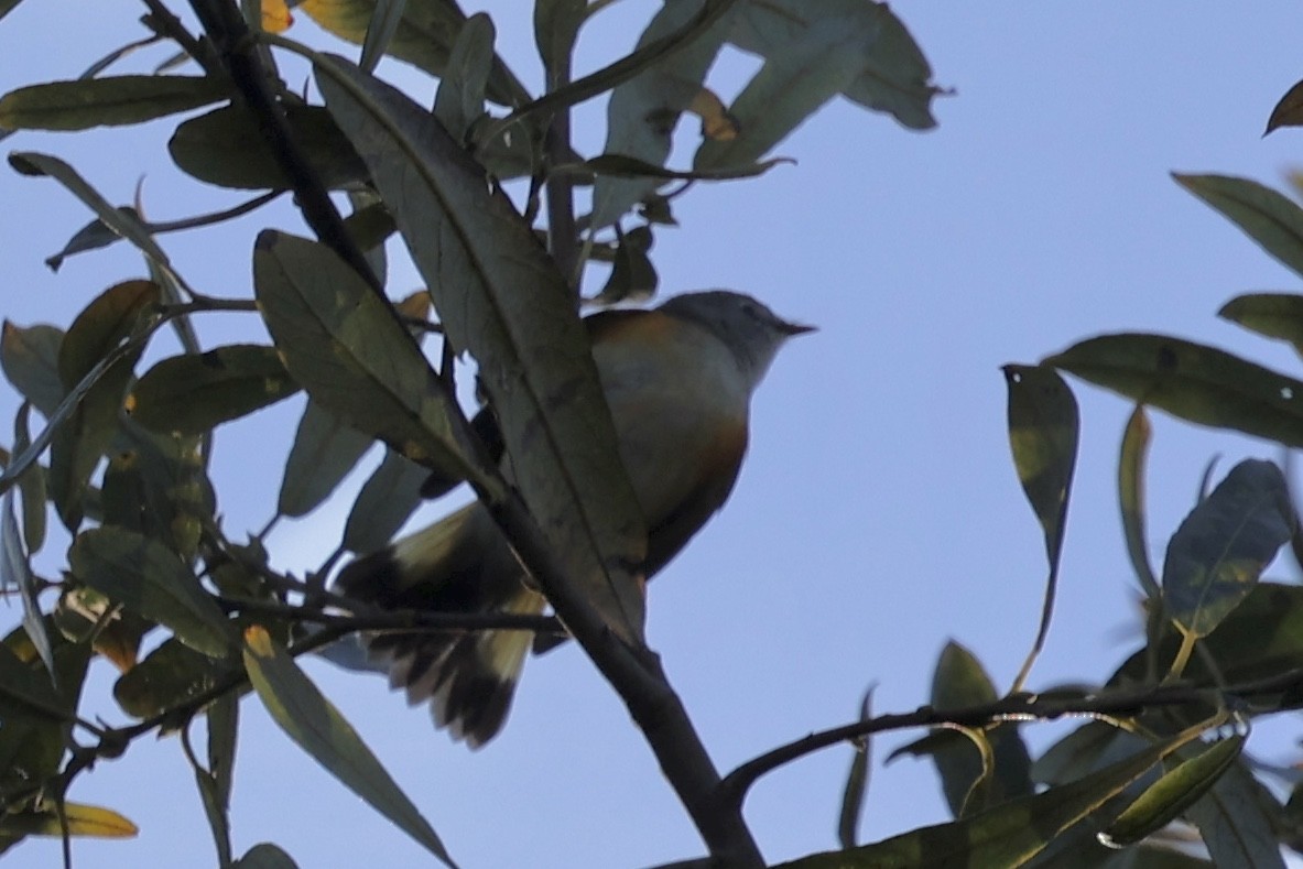 American Redstart - ML644016212