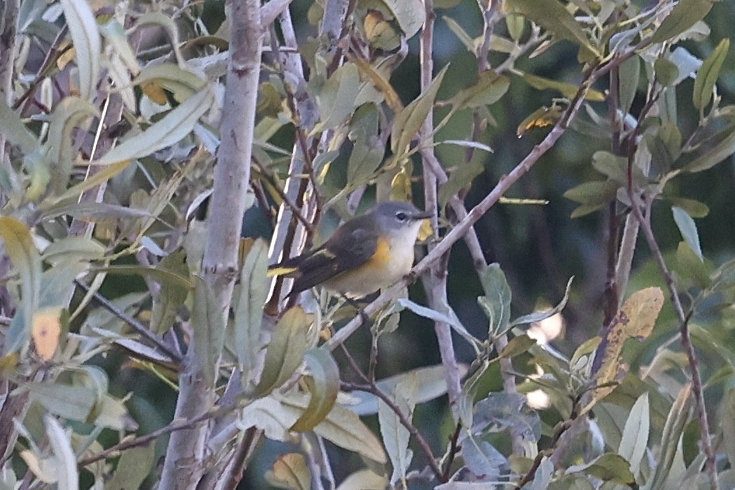 American Redstart - ML644016213