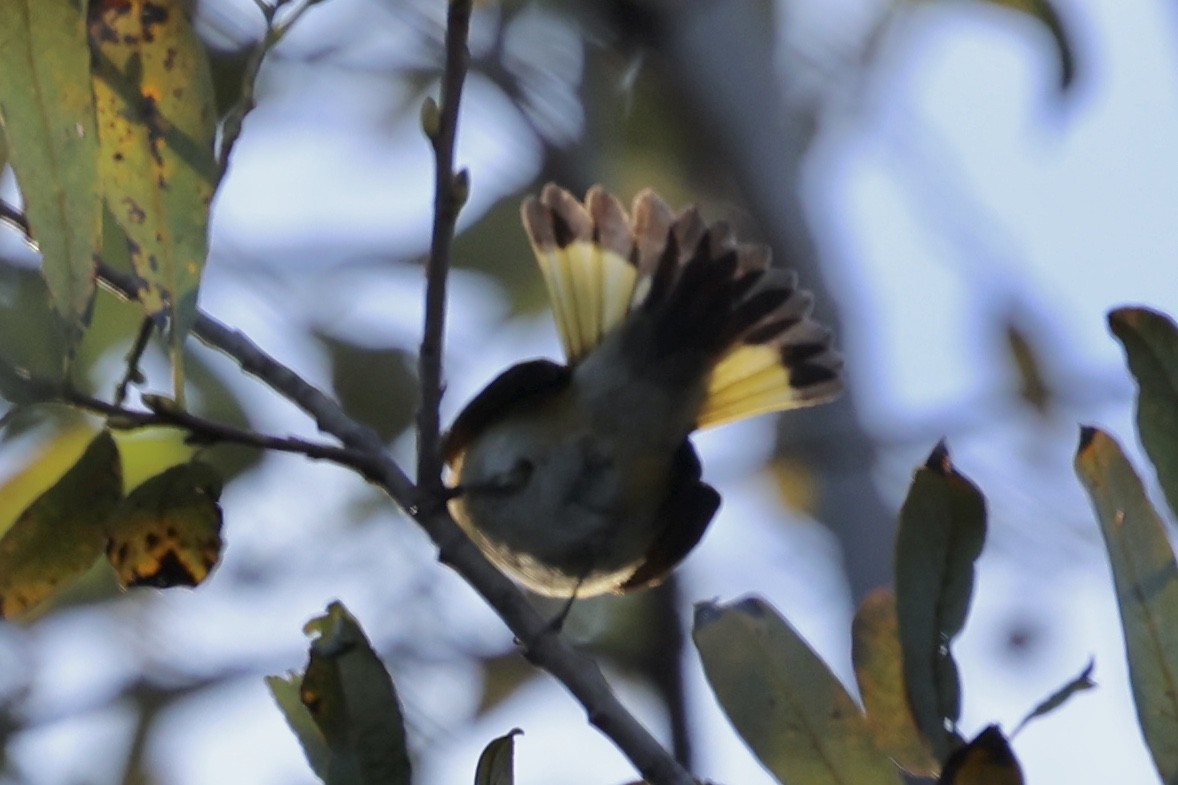 American Redstart - ML644016214