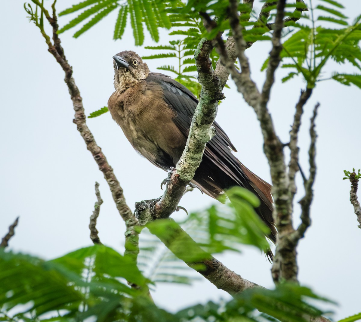 storhaletrupial - ML644016215