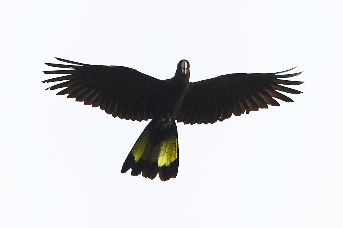 gulhalekakadu - ML644016224