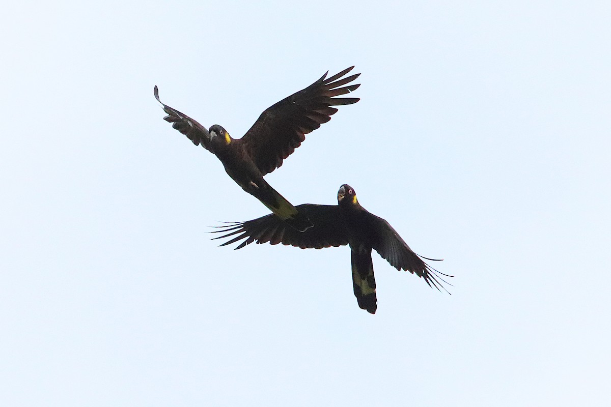 gulhalekakadu - ML644016225