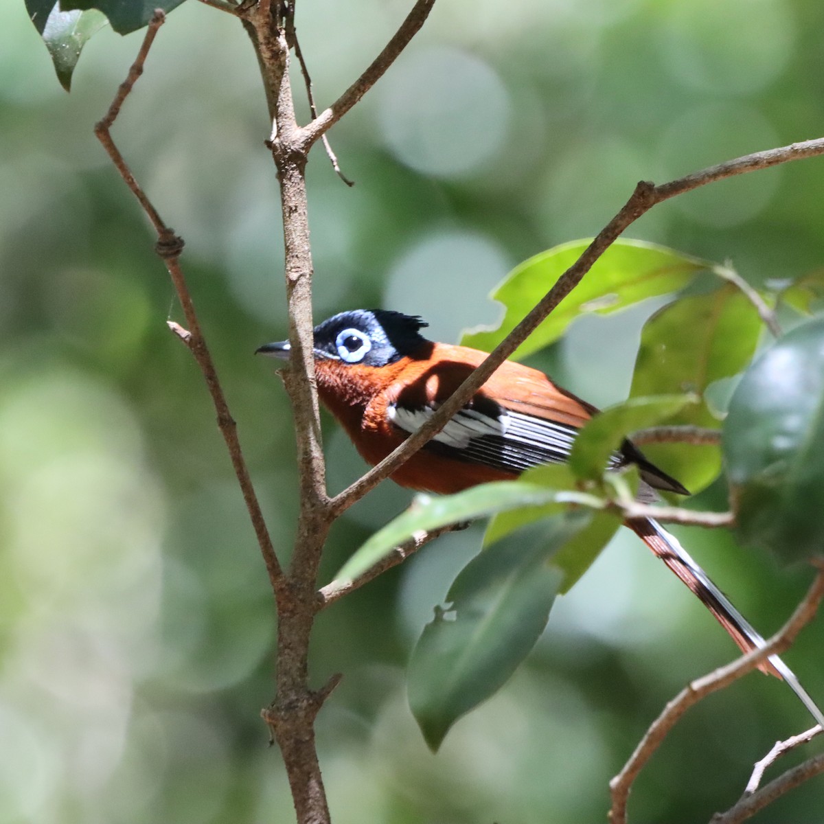 Tchitrec malgache - ML644016235