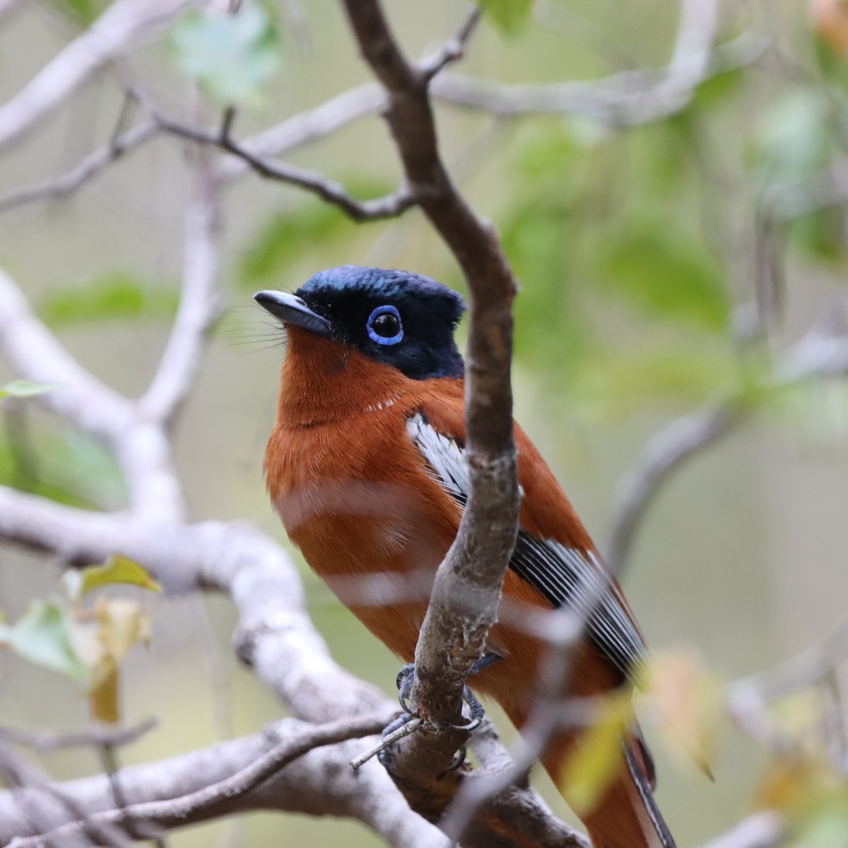 Tchitrec malgache - ML644016247