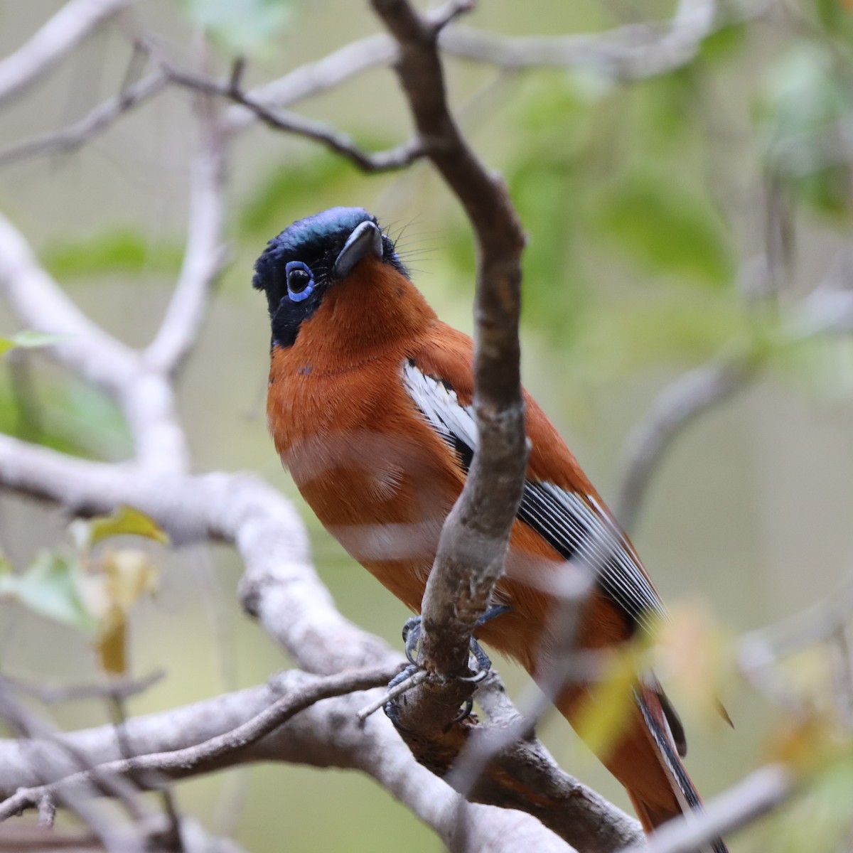 Tchitrec malgache - ML644016248