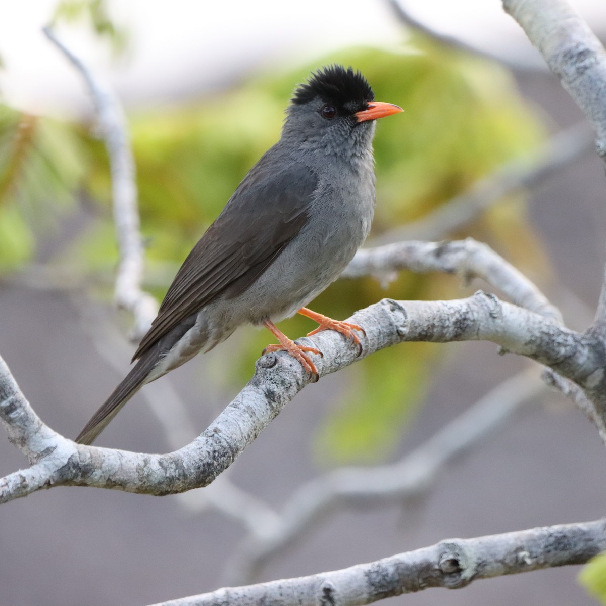 Malagasy Bulbul - ML644016255