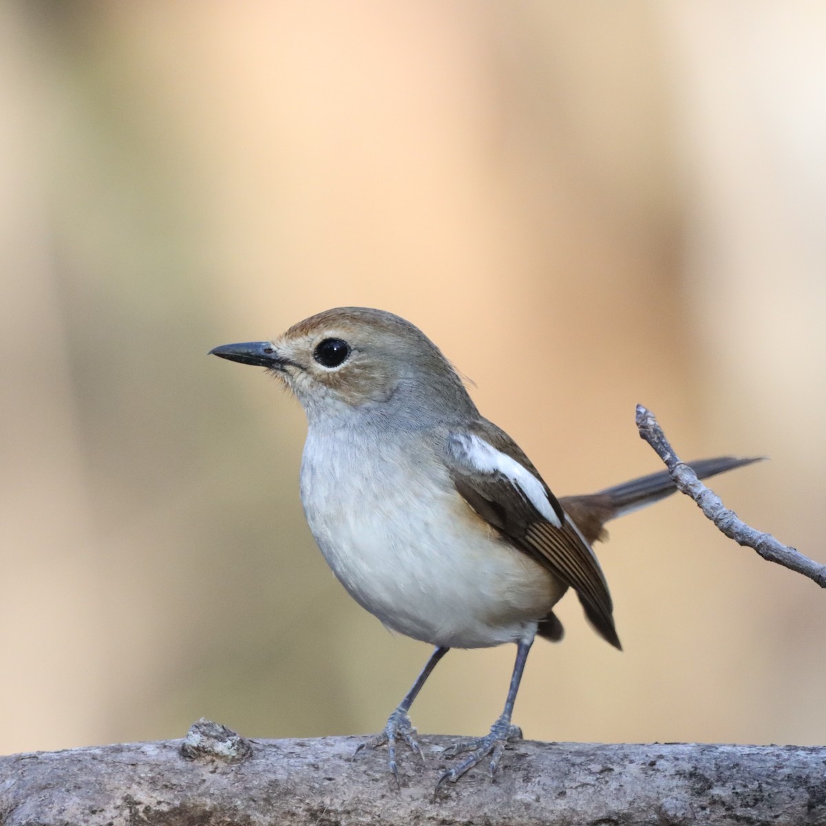 Madagascar Magpie-Robin - ML644016260