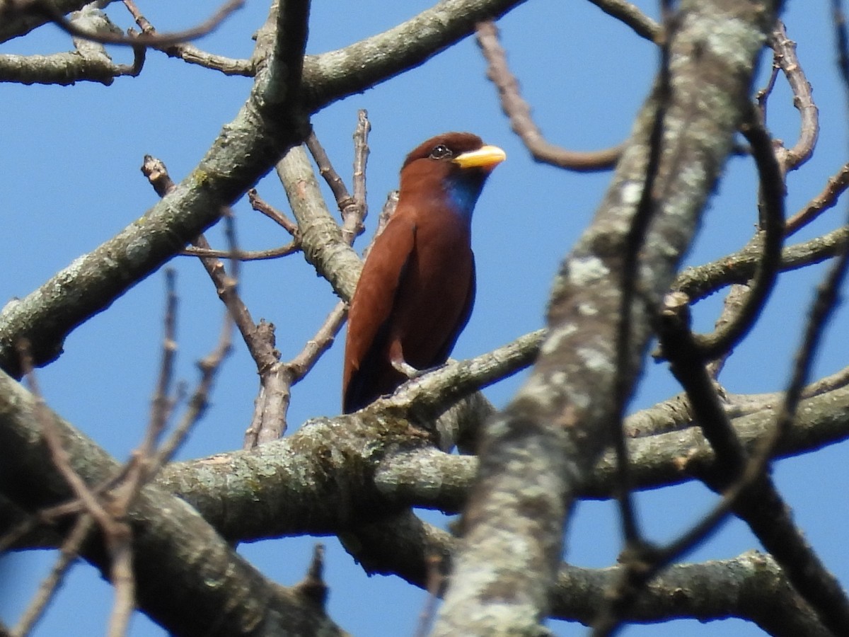 Carraca Gorjiazul - ML644016266