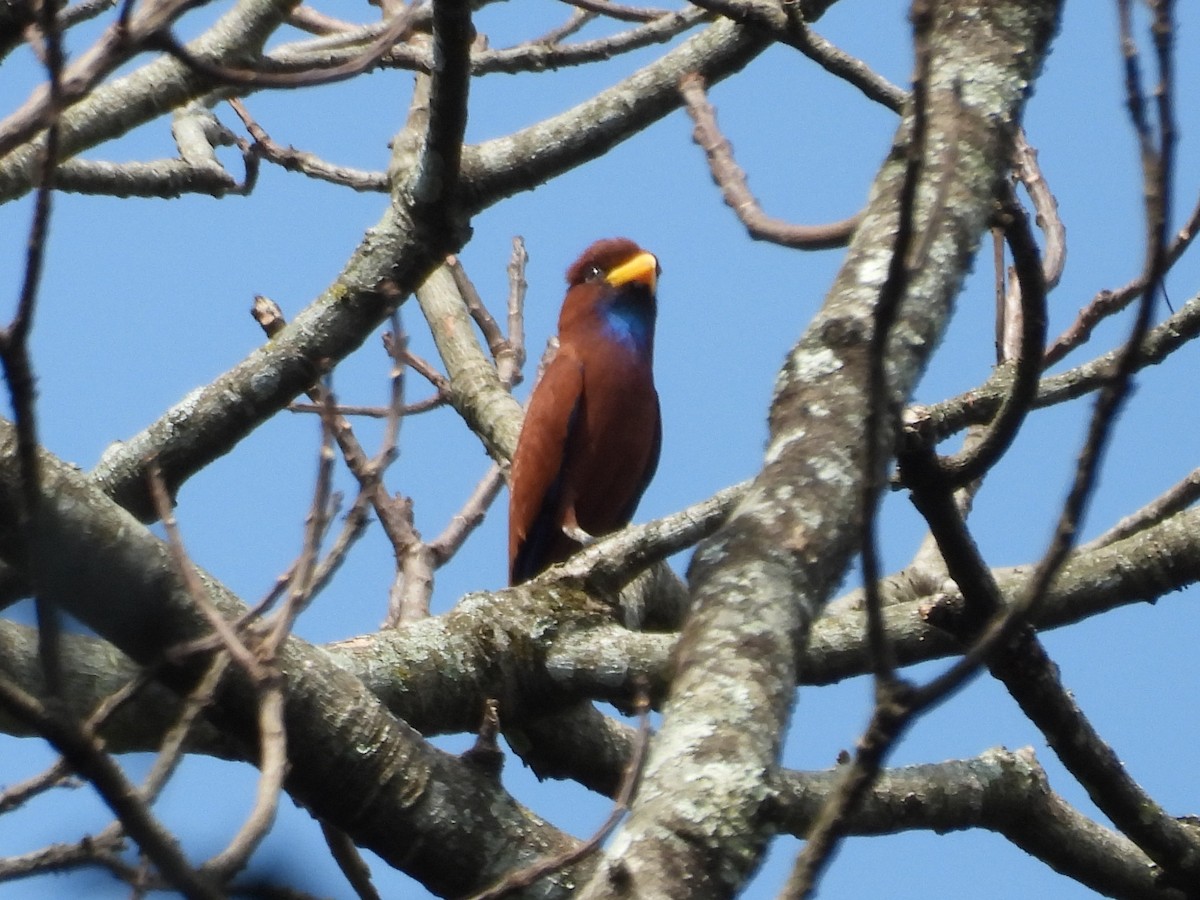 Carraca Gorjiazul - ML644016267