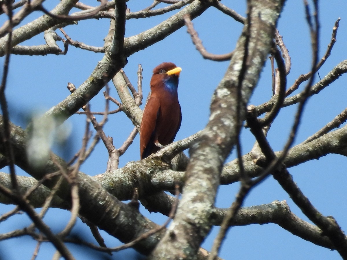 Carraca Gorjiazul - ML644016268