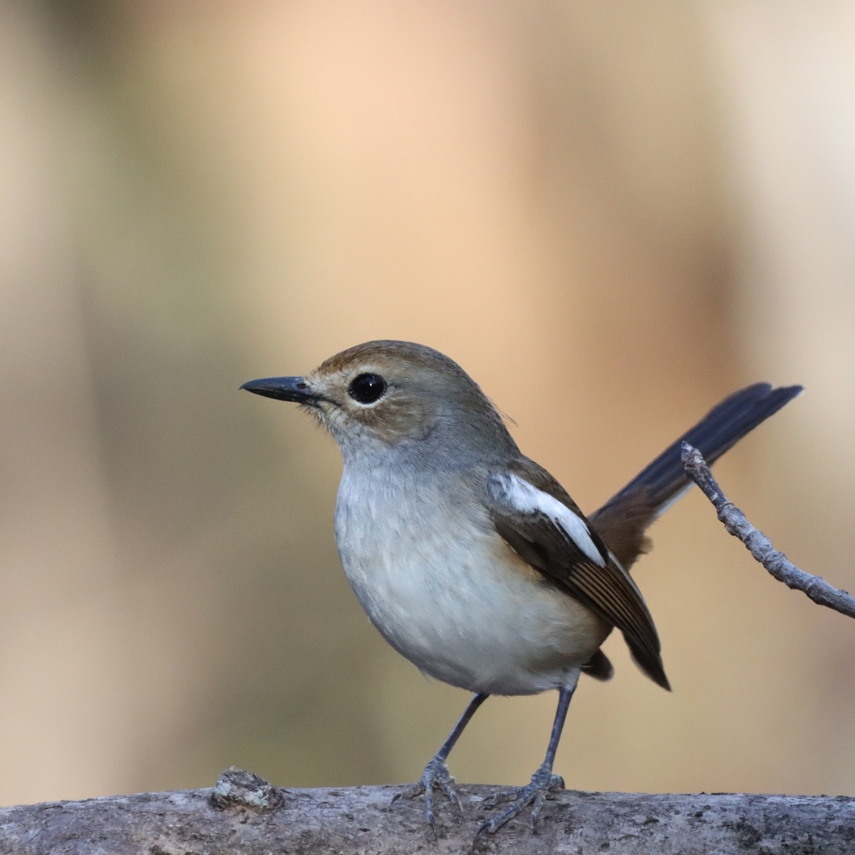 Madagascar Magpie-Robin - ML644016269