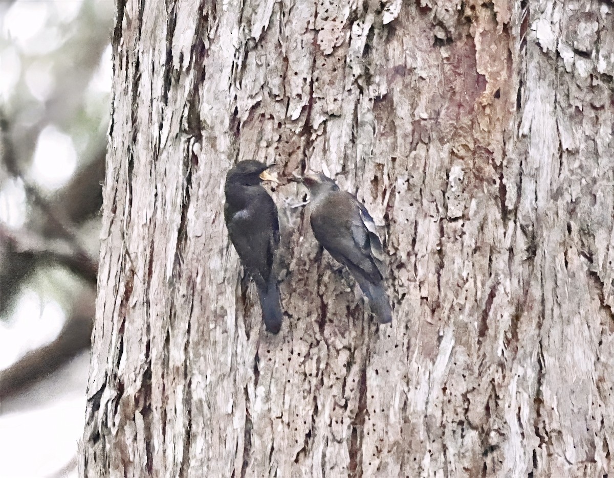 Red-browed Treecreeper - ML644016270