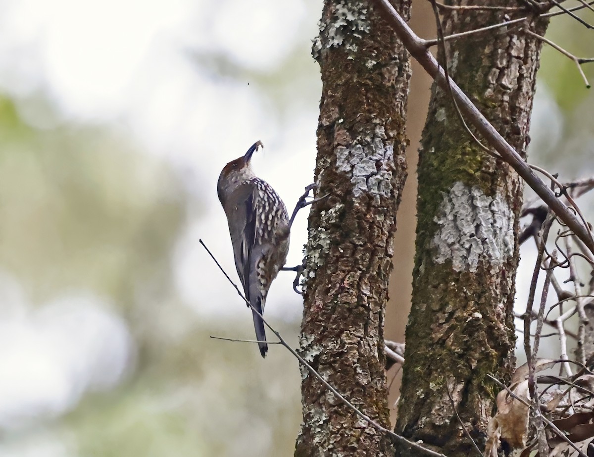 Red-browed Treecreeper - ML644016271