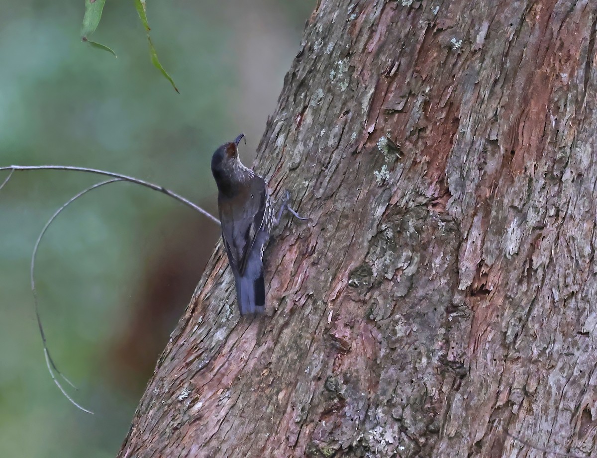 Red-browed Treecreeper - ML644016272