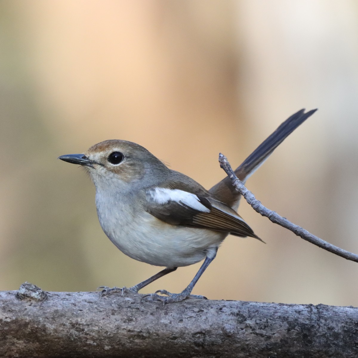 Madagascar Magpie-Robin - ML644016276