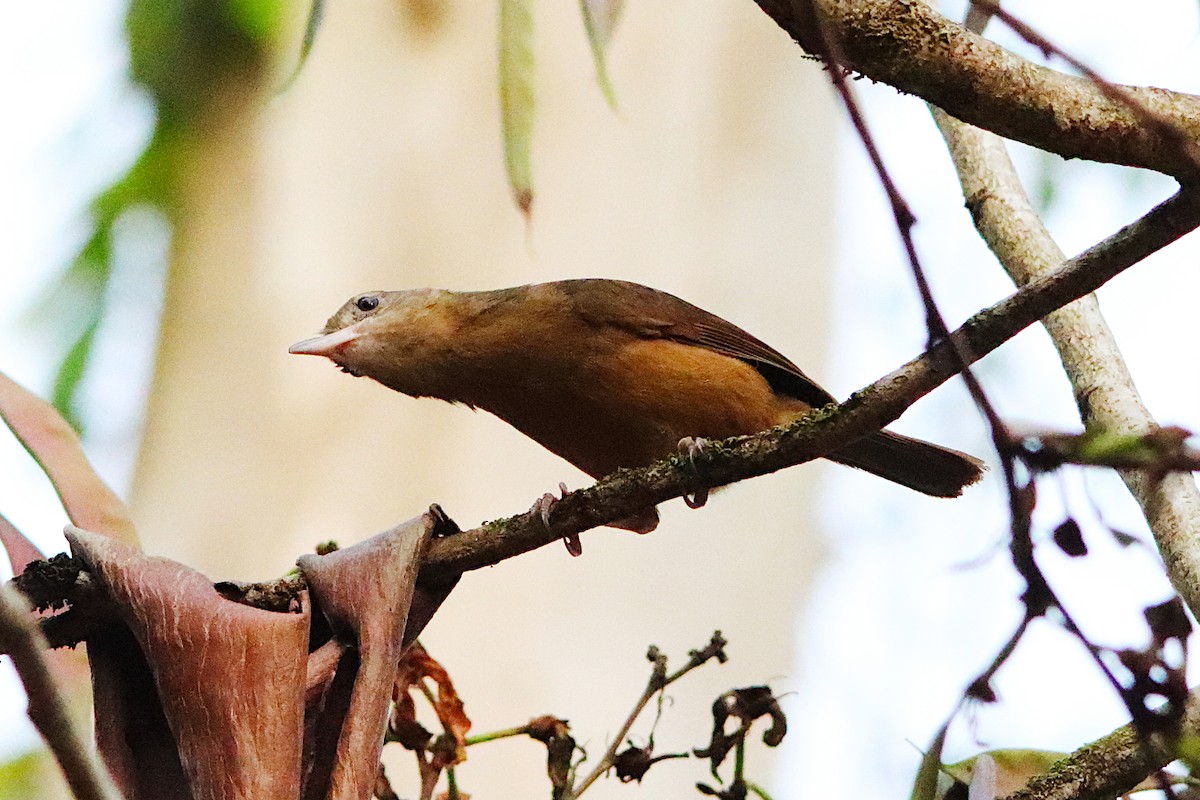 Little Shrikethrush (Rufous) - ML644016280