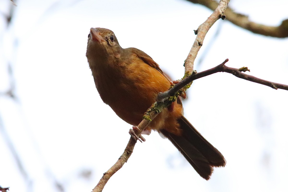 Little Shrikethrush (Rufous) - ML644016281