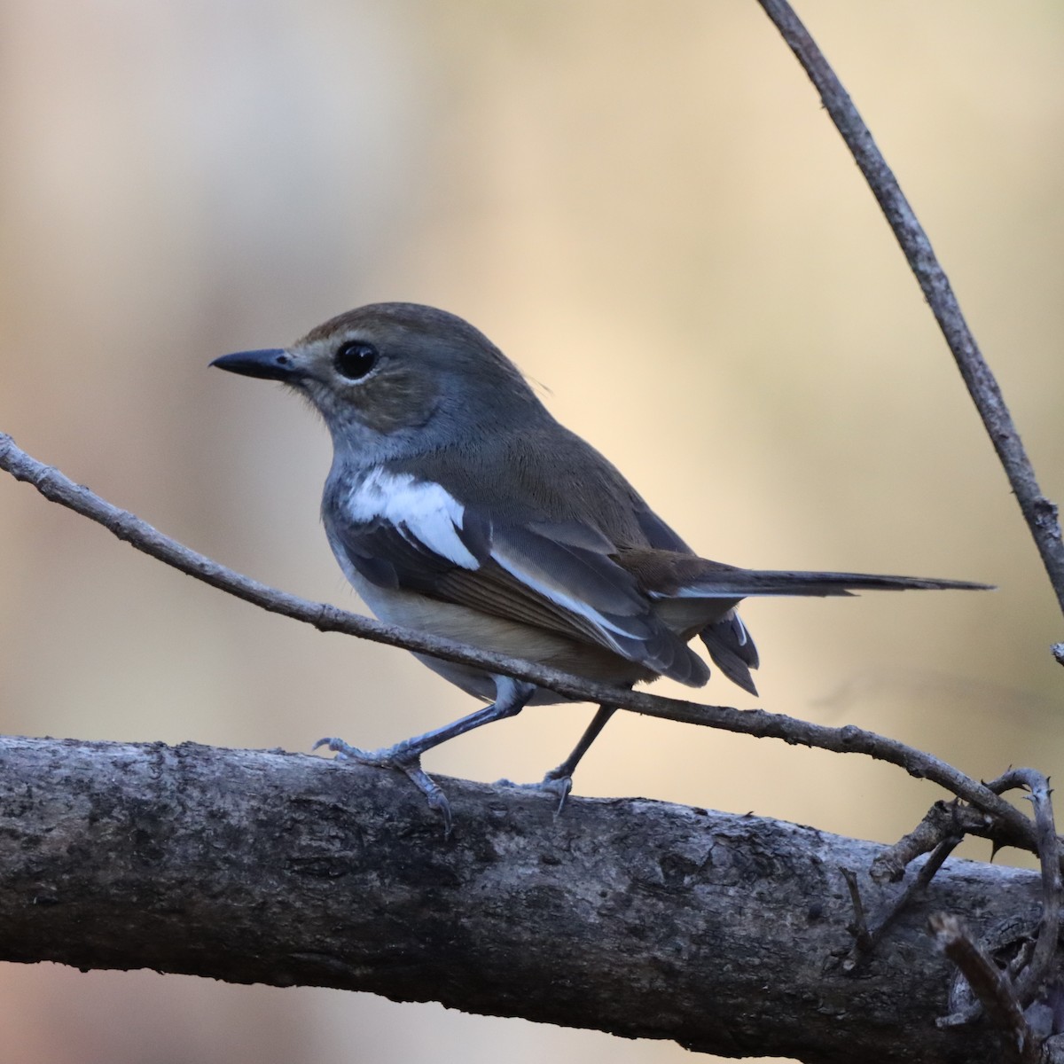 Madagascar Magpie-Robin - ML644016283