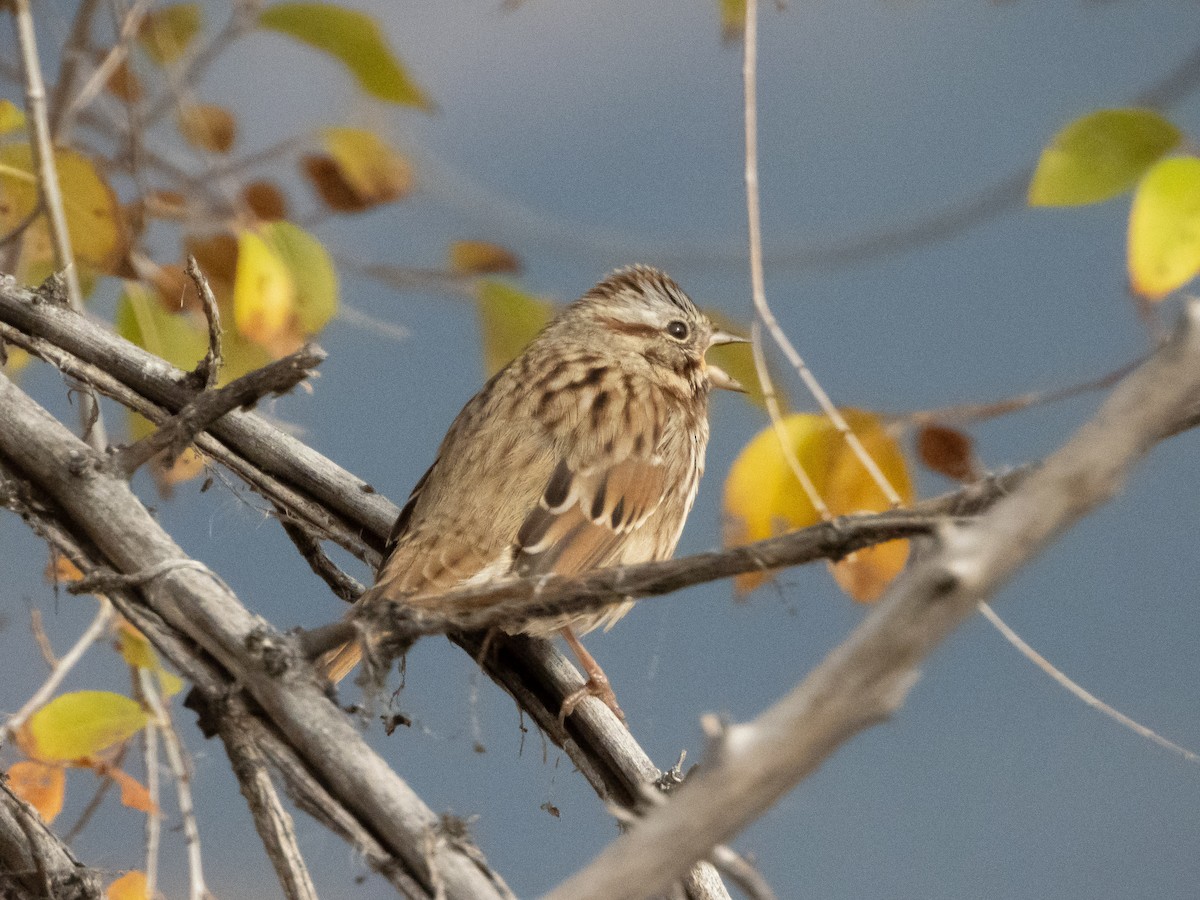 Song Sparrow - ML644016285