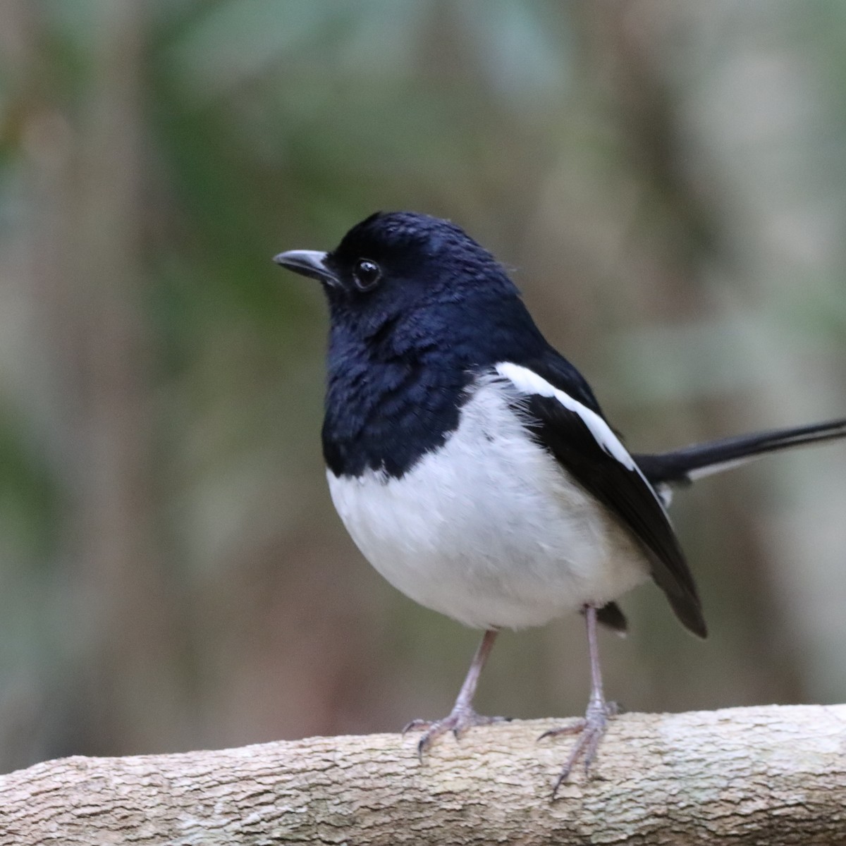 Madagascar Magpie-Robin - ML644016286